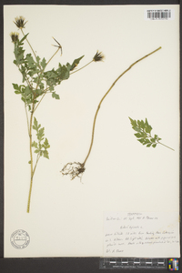 Bidens bipinnata image