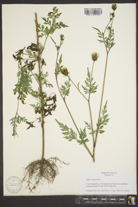 Bidens bipinnata image