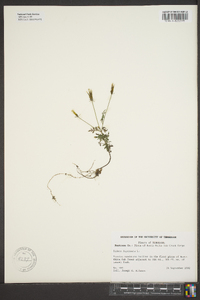 Bidens bipinnata image