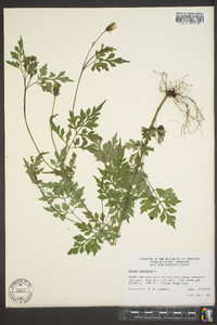 Bidens bipinnata image