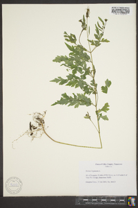 Bidens bipinnata image