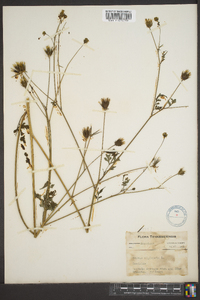 Bidens bipinnata image