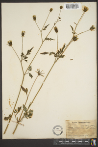 Bidens bipinnata image