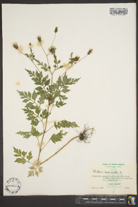 Bidens bipinnata image