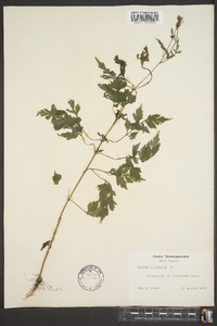 Bidens bipinnata image