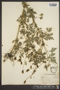 Bidens bipinnata image