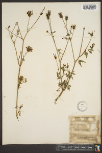 Bidens bipinnata image