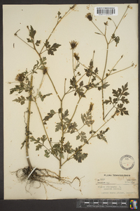 Bidens bipinnata image