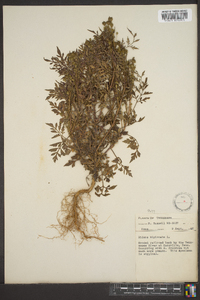 Bidens bipinnata image