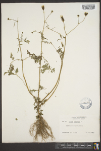 Bidens bipinnata image