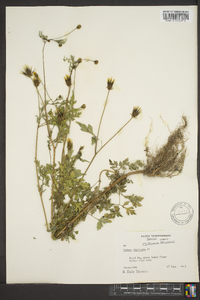 Bidens bipinnata image