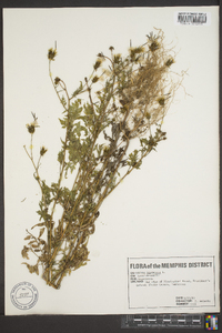 Bidens bipinnata image