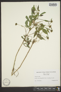 Bidens discoidea image