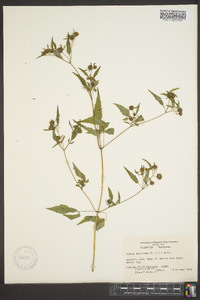 Bidens discoidea image