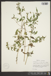 Bidens discoidea image