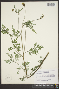 Bidens bipinnata image