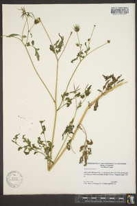 Bidens bipinnata image