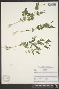 Bidens bipinnata image