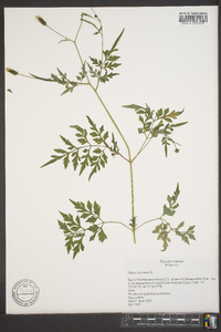 Bidens bipinnata image