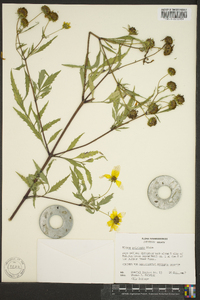 Bidens polylepis image