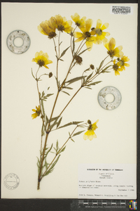 Bidens polylepis image