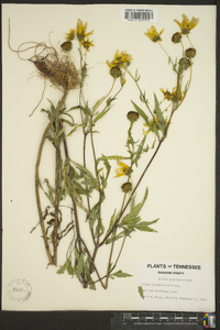 Bidens polylepis image