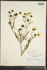 Bidens polylepis image