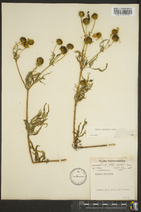 Bidens polylepis image