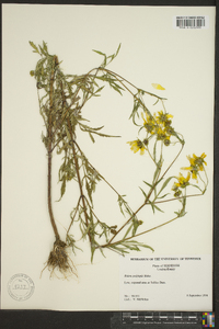 Bidens polylepis image