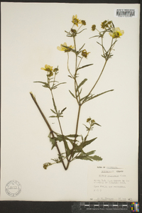 Bidens polylepis image