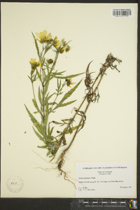 Bidens polylepis image