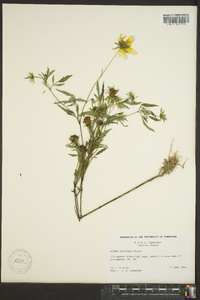 Bidens polylepis image