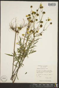 Bidens polylepis image