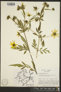 Bidens polylepis image