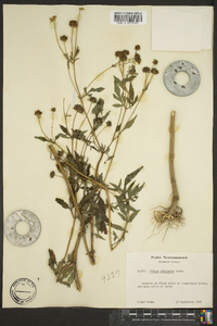 Bidens polylepis image