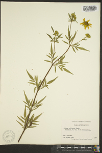 Bidens polylepis image