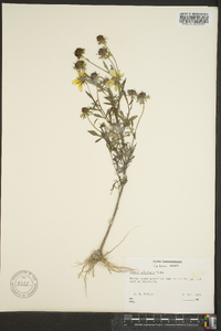 Bidens polylepis image