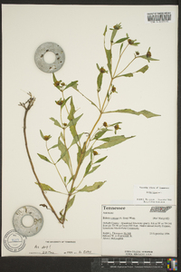 Bidens tripartita image