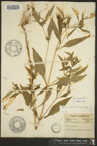 Bidens tripartita image