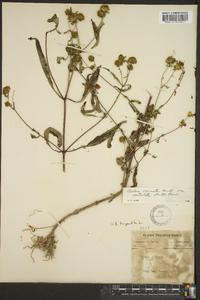 Bidens tripartita image