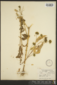 Bidens vulgata image