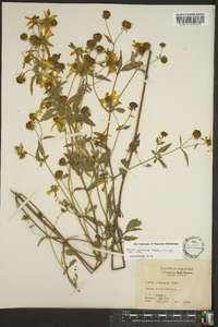 Bidens aristosa image