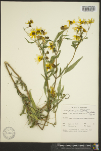 Bidens aristosa image