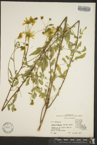 Bidens aristosa image