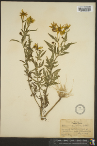 Bidens aristosa image