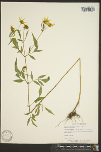 Bidens aristosa image