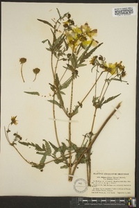 Bidens aristosa image