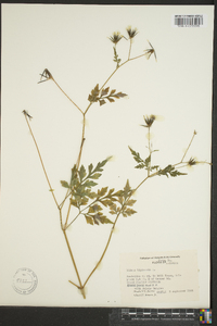 Bidens bipinnata image