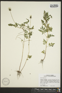 Bidens bipinnata image