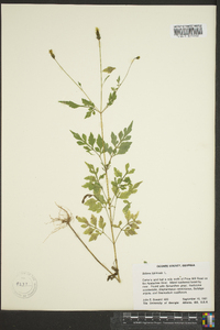 Bidens bipinnata image